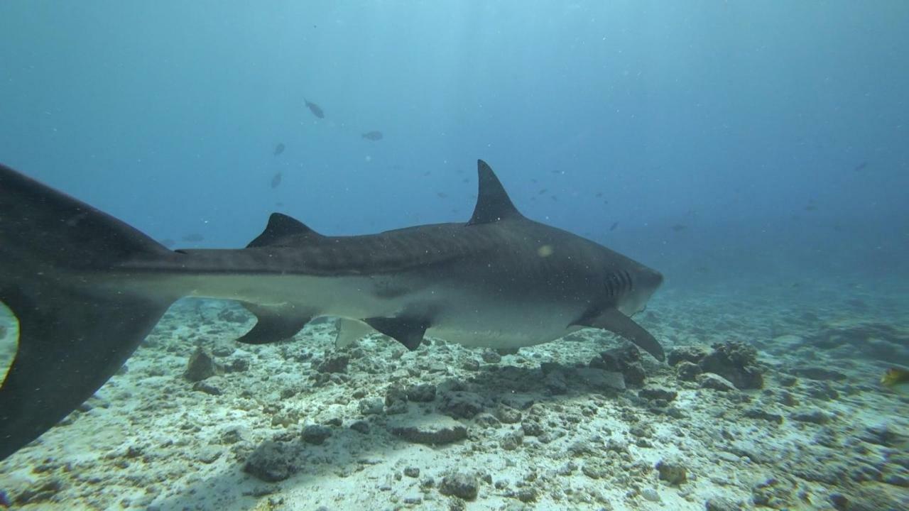 Equatorial Divers Lodge 阿杜环礁 外观 照片