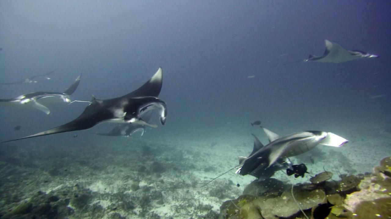 Equatorial Divers Lodge 阿杜环礁 外观 照片