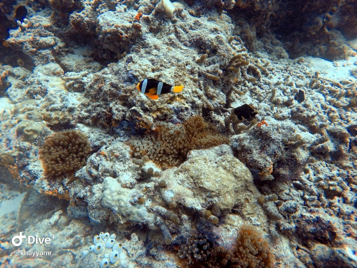 Equatorial Divers Lodge 阿杜环礁 外观 照片